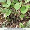 aristolochia steupii hostplant2